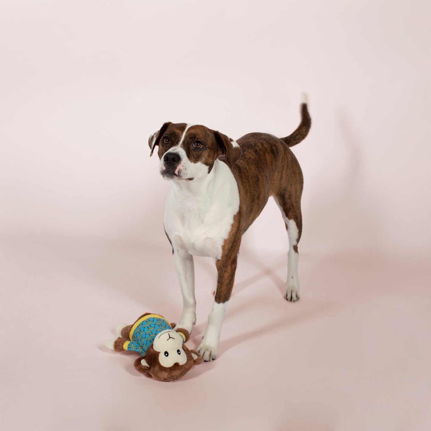 PetShop by Fringe Studio Bananas the Monkey Plush Squeaker Dog Toy