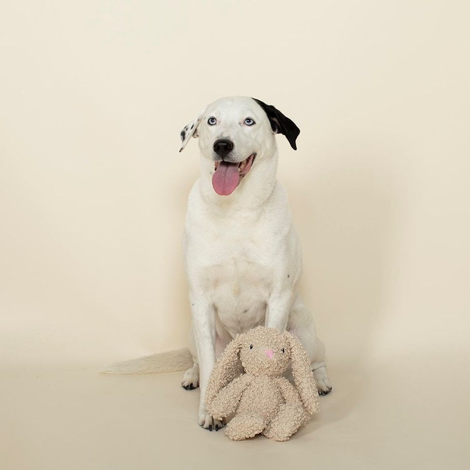 Fringe Studio Bunny Love Soft Plush Dog Toy