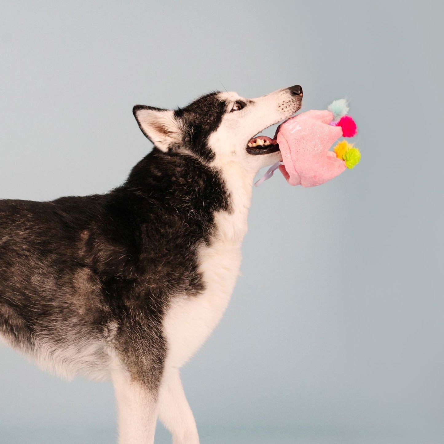 Fringe Studio If The Crown Fits Plush Dog Toy & Birthday Hat