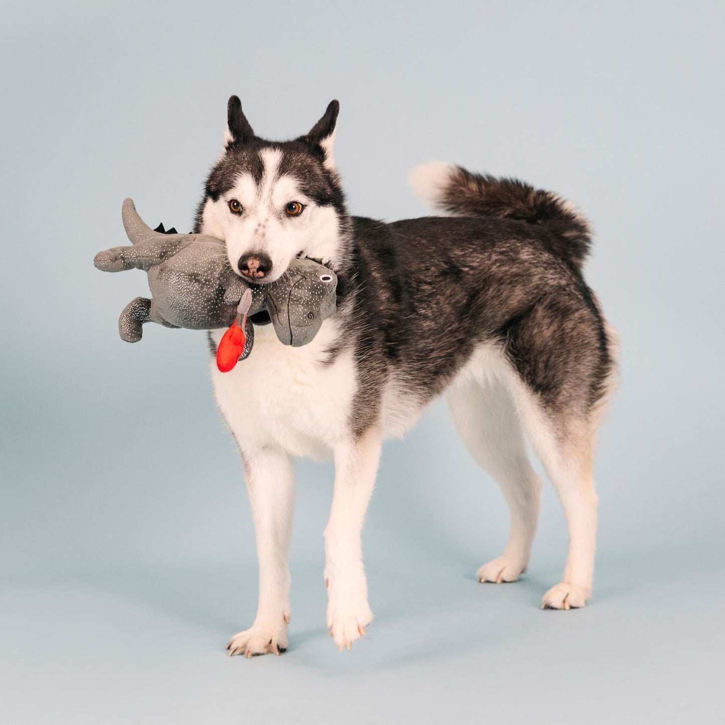 Fringe Studio Rocker Rex Dinosaur Plush Dog Toy - Extra Large