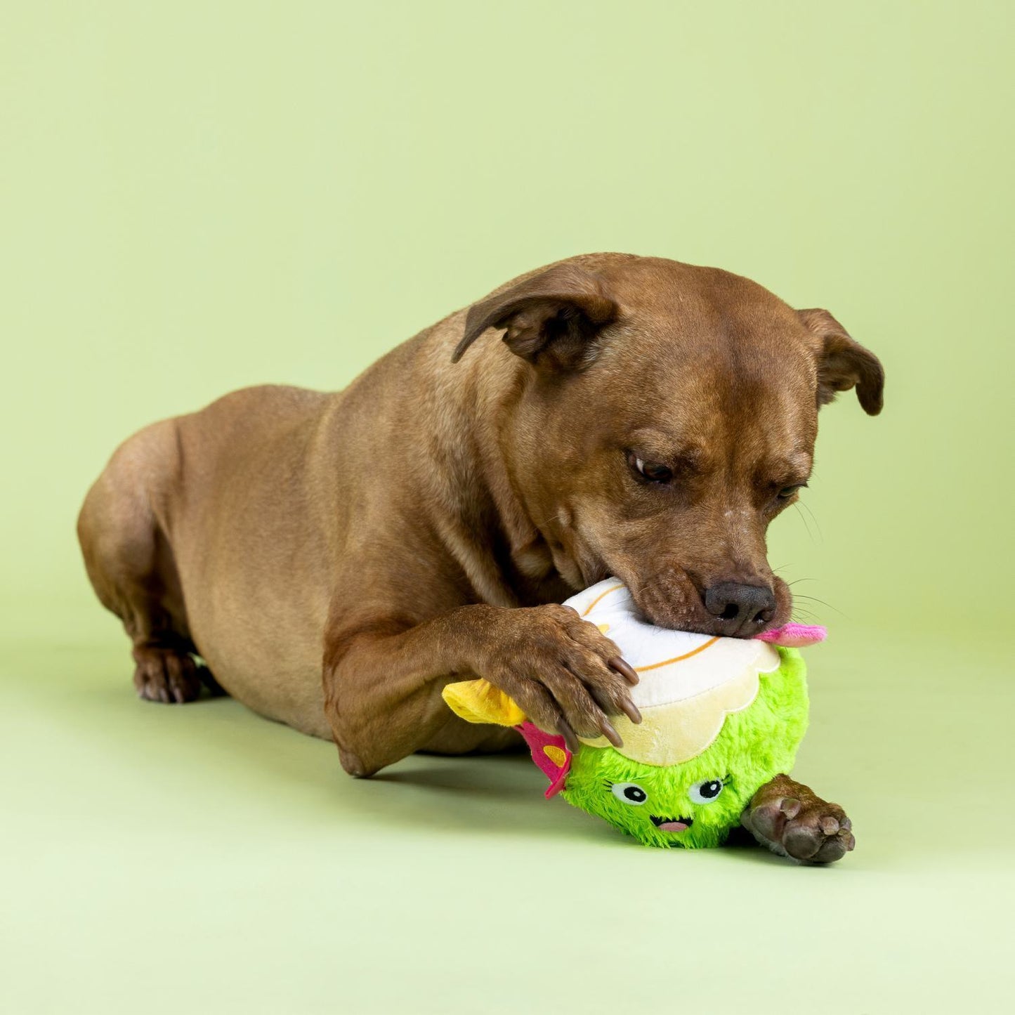 Fringe Studio Coc-nuts About You Plush Dog Toy