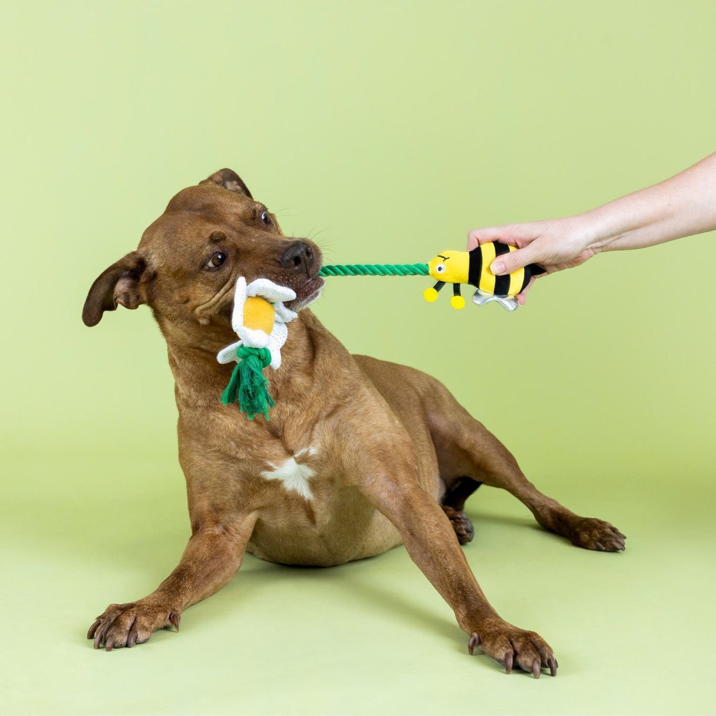 Fringe Studio Im Pollen For You Plush & Tug Rope Dog Toy