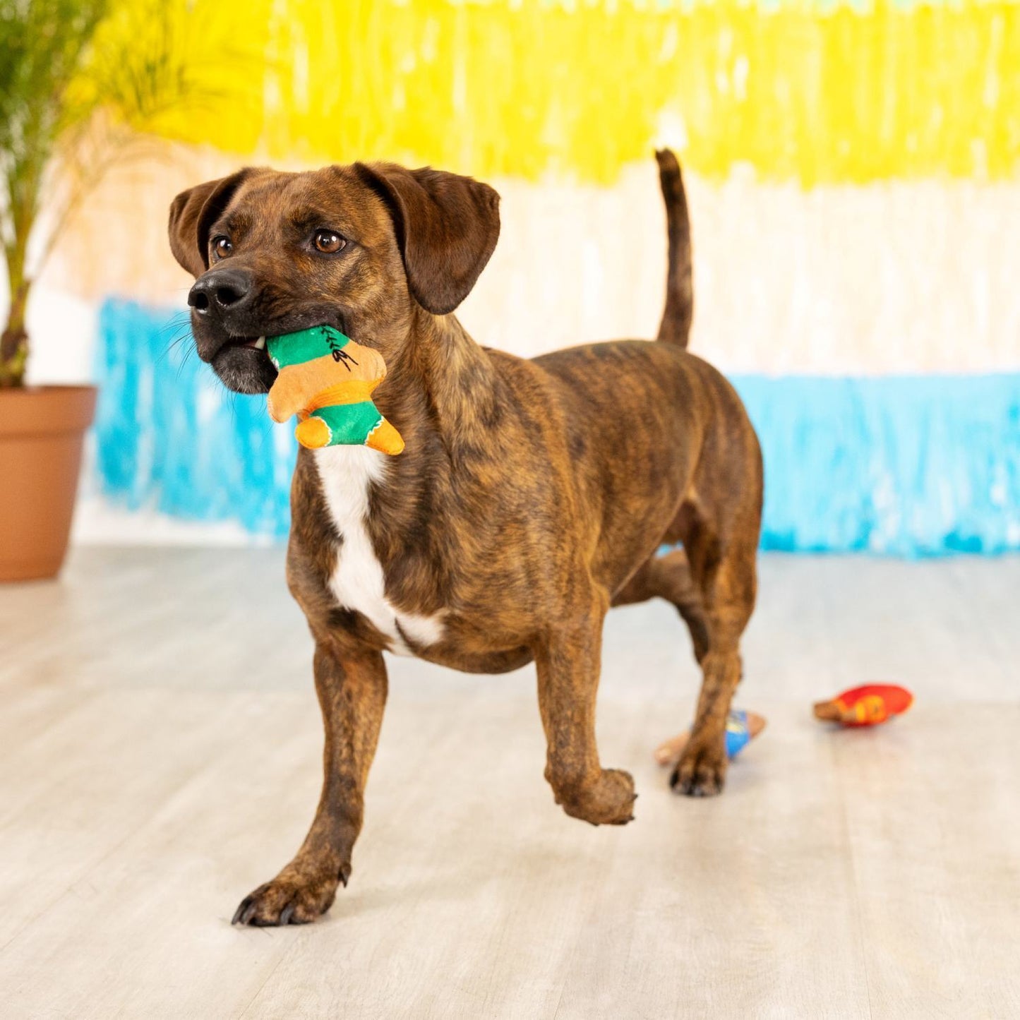 Fringe Studio Little Taste Of Glory Mexican Wrestlers 3-piece Small Dog Toys