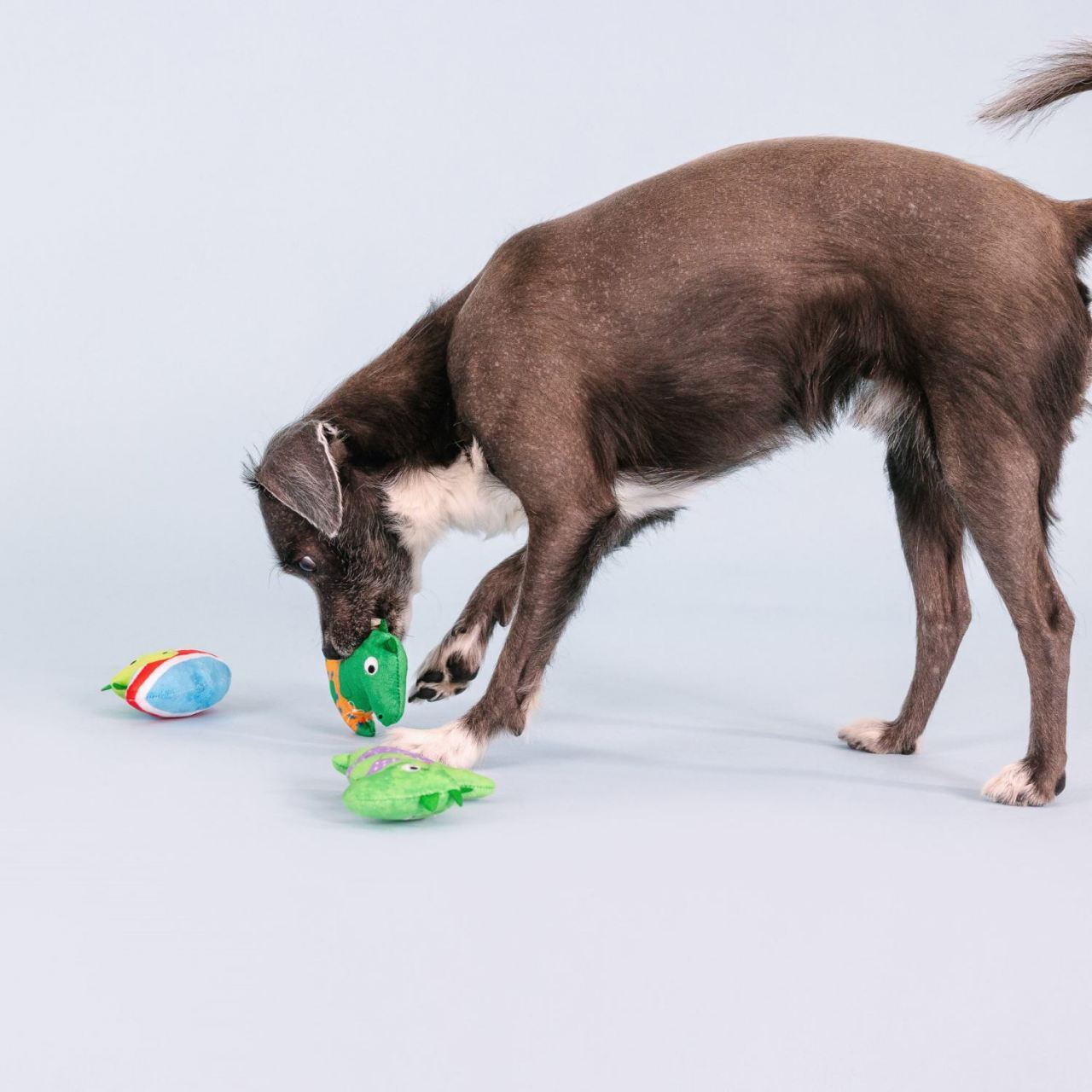 Fringe Studio Rawr-ing Summer Swimming Dinosaurs 3-piece Small Dog Toys