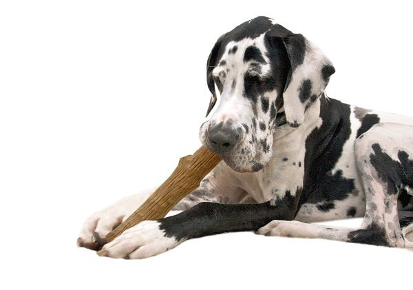 Petstages Large Durable Dogwood Stick