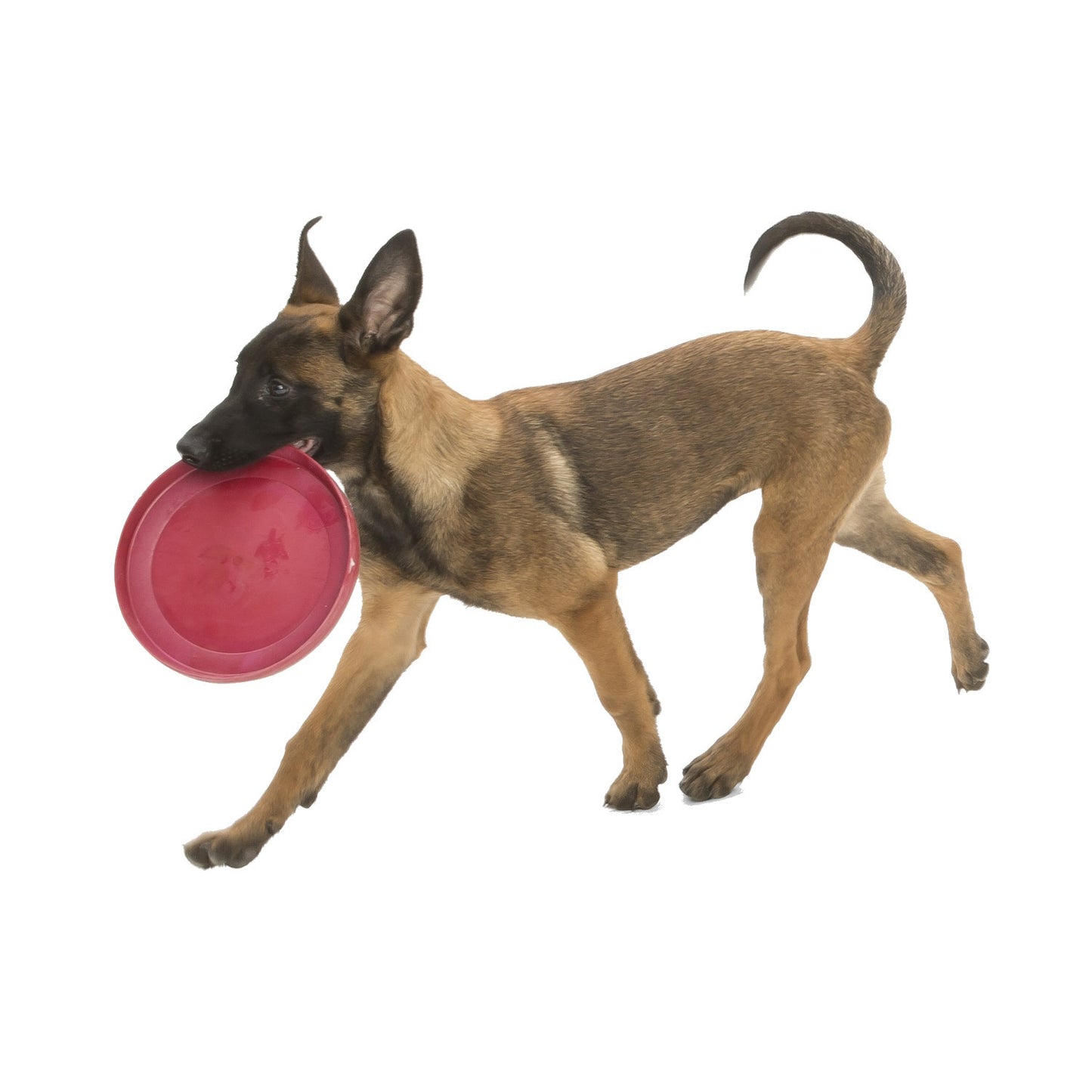 West Paw Zisc Flying Disc Fetch Dog Toy - Ruby Red
