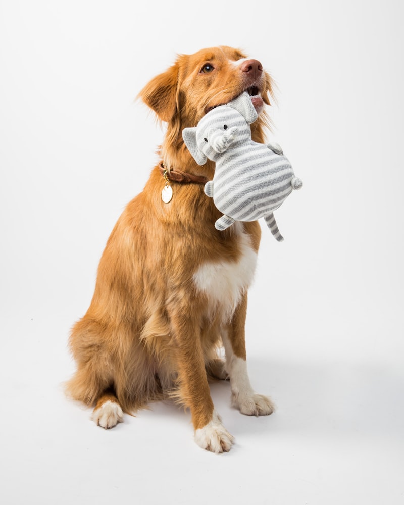 Toys & Enrichment