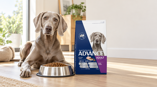 Large breed dog food: how much to feed and what to look for