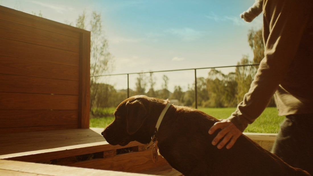 Senior labrador climbing deck steps with its owner's hand on its back