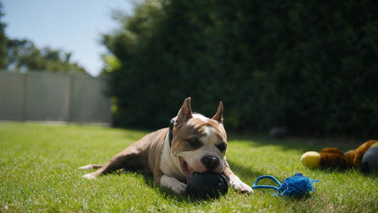Staffy chewing a tough rubber toy on the lawn with other toys nearby