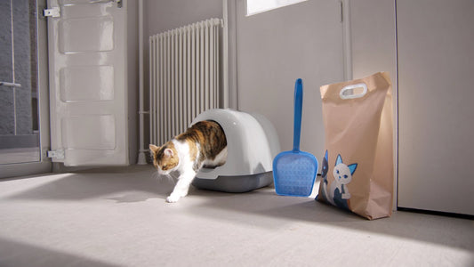 Cat stepping out of a covered litter tray in a laundry with a scoop and bag of litter