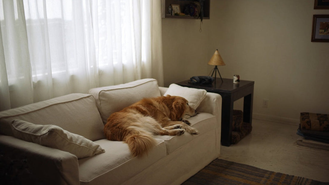 Golden retriever resting calmly on a sofa in a bright, sunlit living room