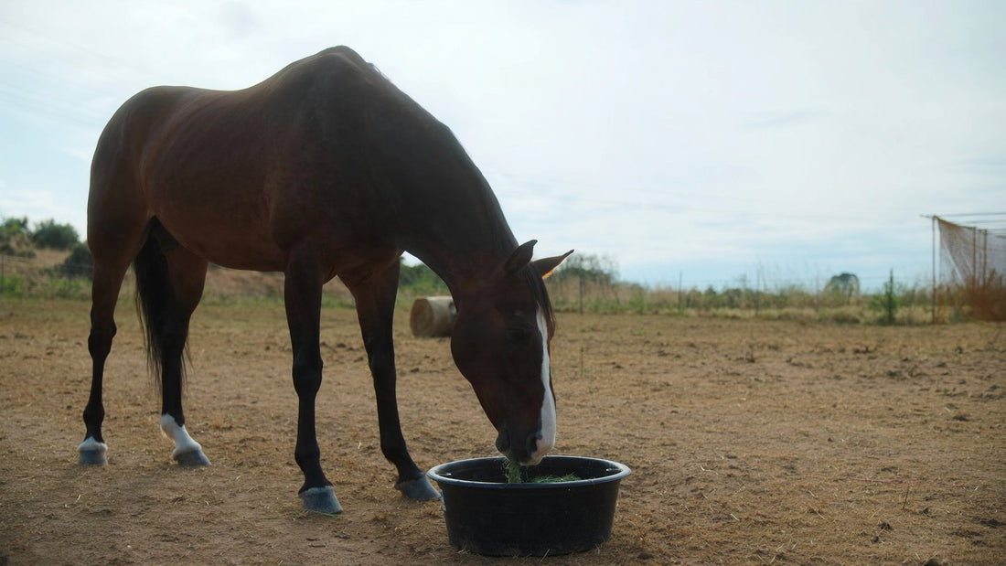 Bay horse eating lucerne chaff from a ground-level tub in a paddock