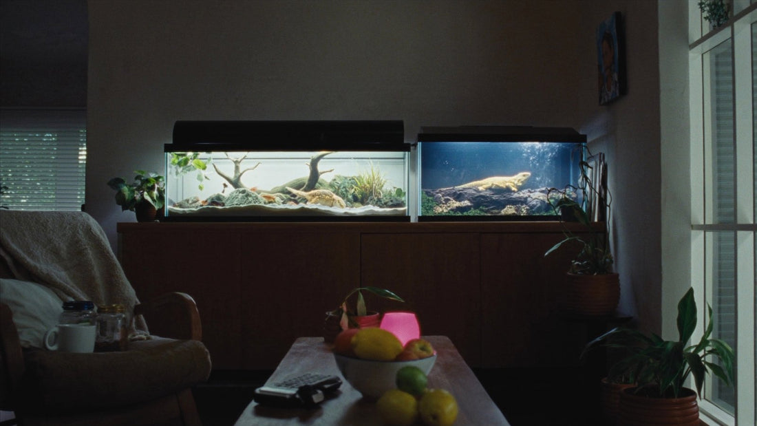 Planted aquarium beside a reptile terrarium in a living room