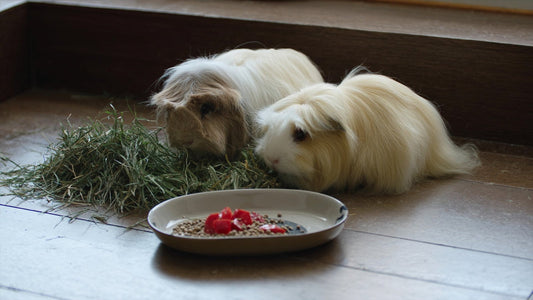 Two guinea pigs eating timothy hay beside a dish of pellets and capsicum