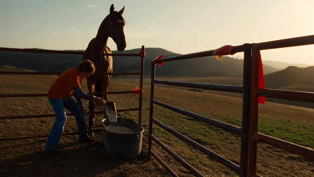 Owner pouring conditioning feed into a tub for a thoroughbred in a dry paddock