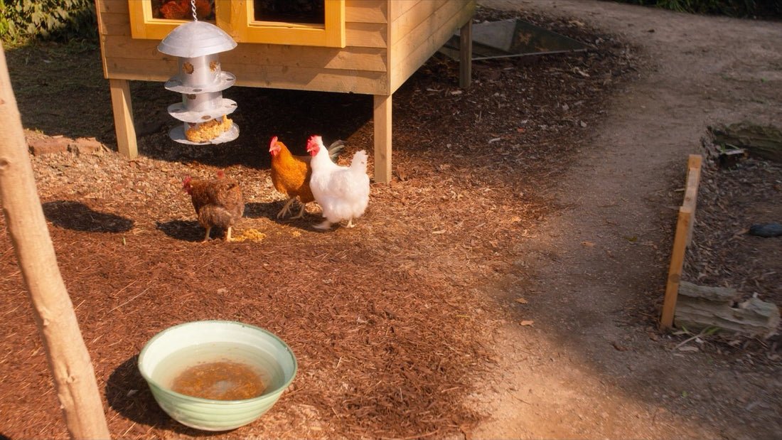Backyard hens pecking layer pellets from a hanging feeder beside a timber coop