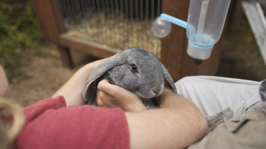 Child holding a young grey rabbit in front of its hutch