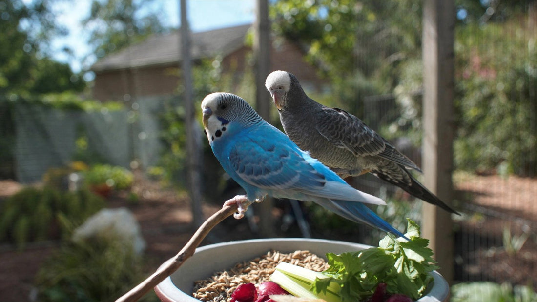 Two budgies perched in a sunlit aviary above a dish of seed and vegetables