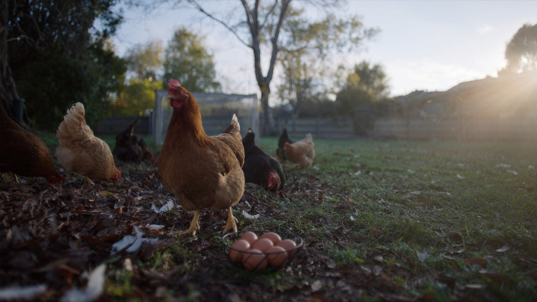 Backyard hen beside a basket of fresh eggs on an autumn morning
