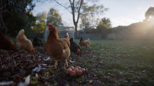 Backyard hen beside a basket of fresh eggs on an autumn morning