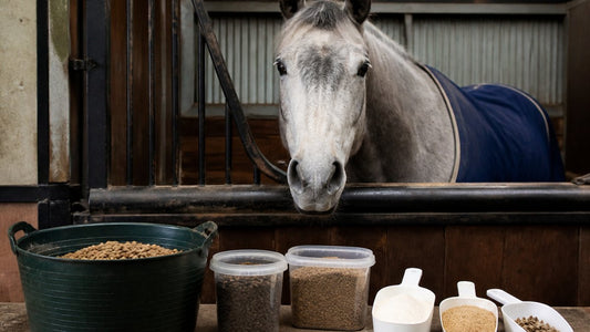 Horse Supplements for Older Horses: A Practical Feeding Guide