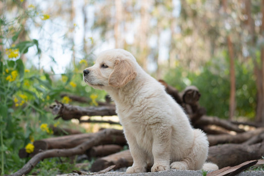 Golden retriever puppy sitting outdoors