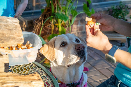 Person giving a dog a treat as a reward