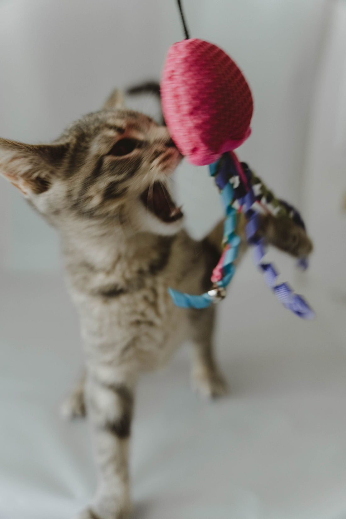 Indoor cat playing with a toy