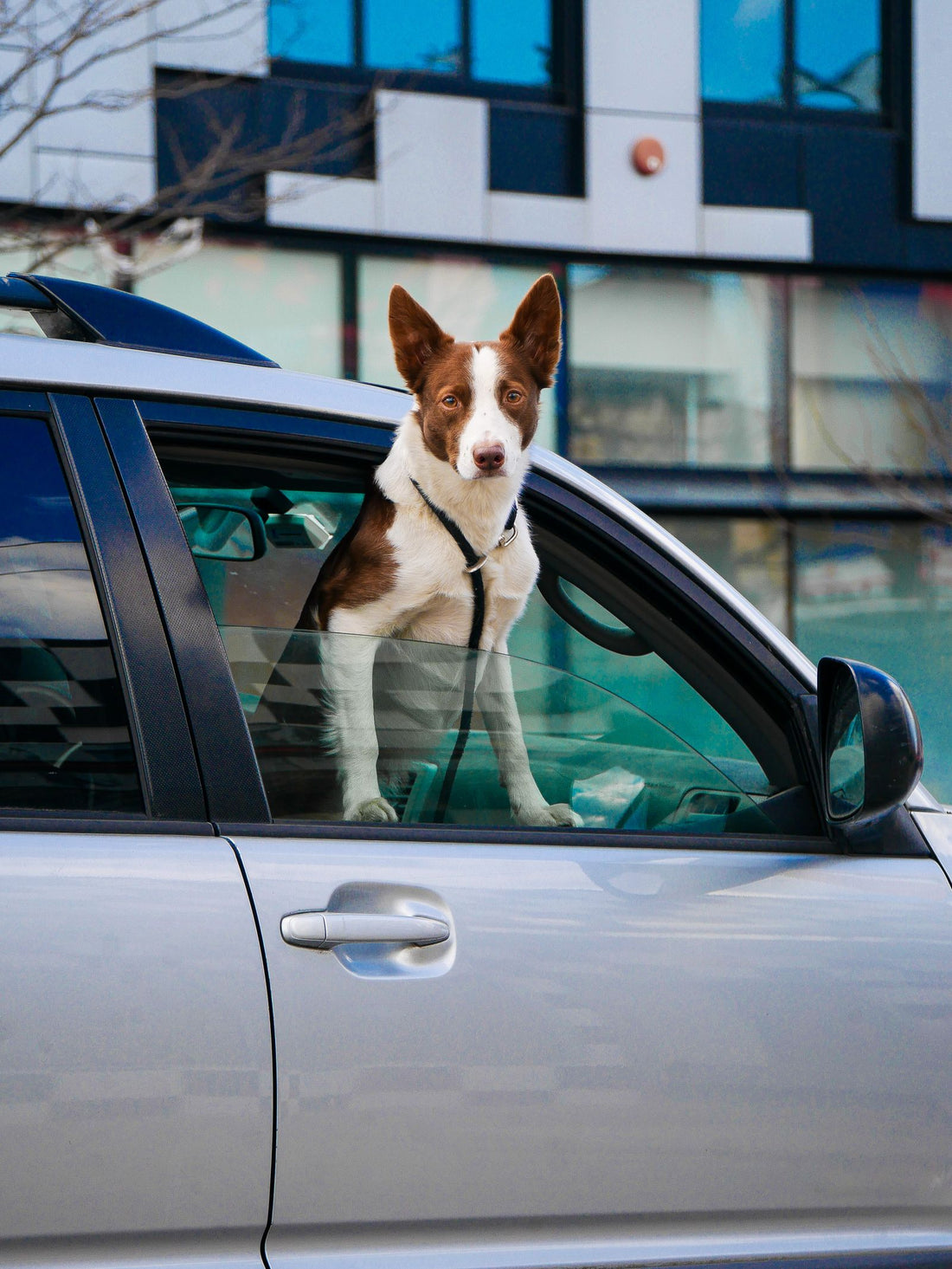 Dog looking out of a car window on a road trip