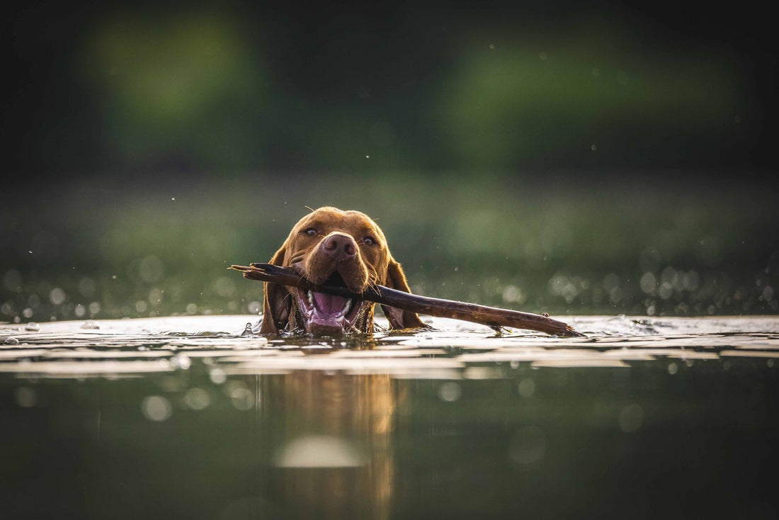 Dog cooling off in water on a hot summer day