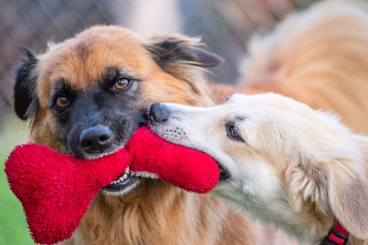 Two happy dogs playing tug-of-war with a red plush dog toy