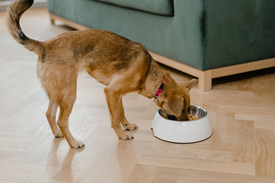 Dog eating from a food bowl