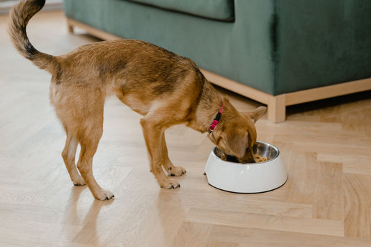 Dog eating from a food bowl