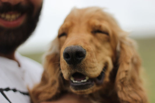 Close-up of a healthy, happy golden retriever