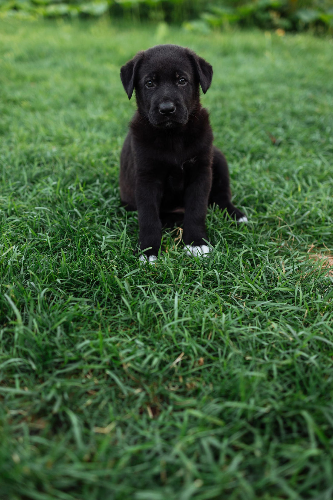 Cute puppy sitting on the grass outdoors