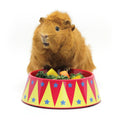Haypigs Food Craving Tamer Bowl