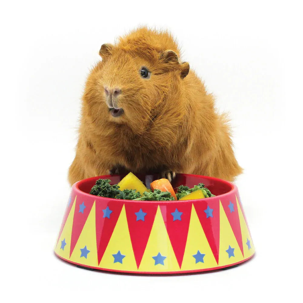 Haypigs Food Craving Tamer Bowl