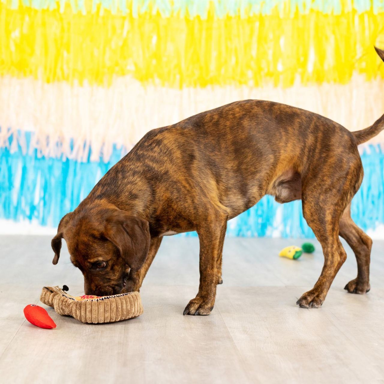Fringe Studio Fiesta Till You Siesta Guitar & Chili Hide & Seek Burrow Dog Toy