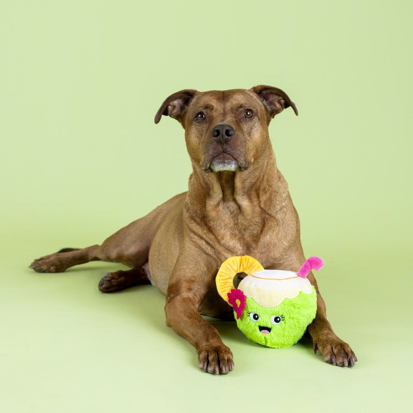 Fringe Studio Coc-nuts About You Plush Dog Toy