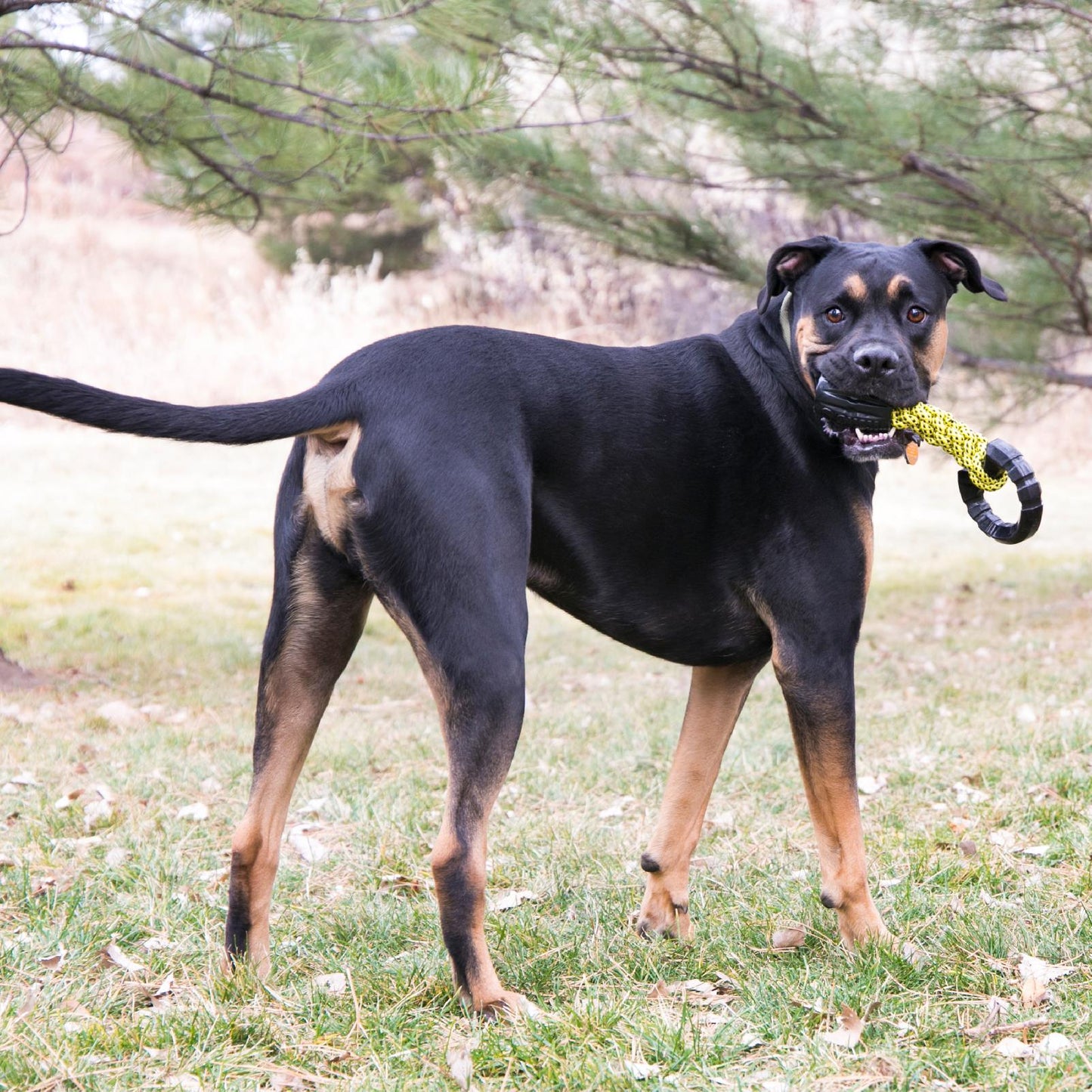 KONG Jaxx Braided Tug Large 