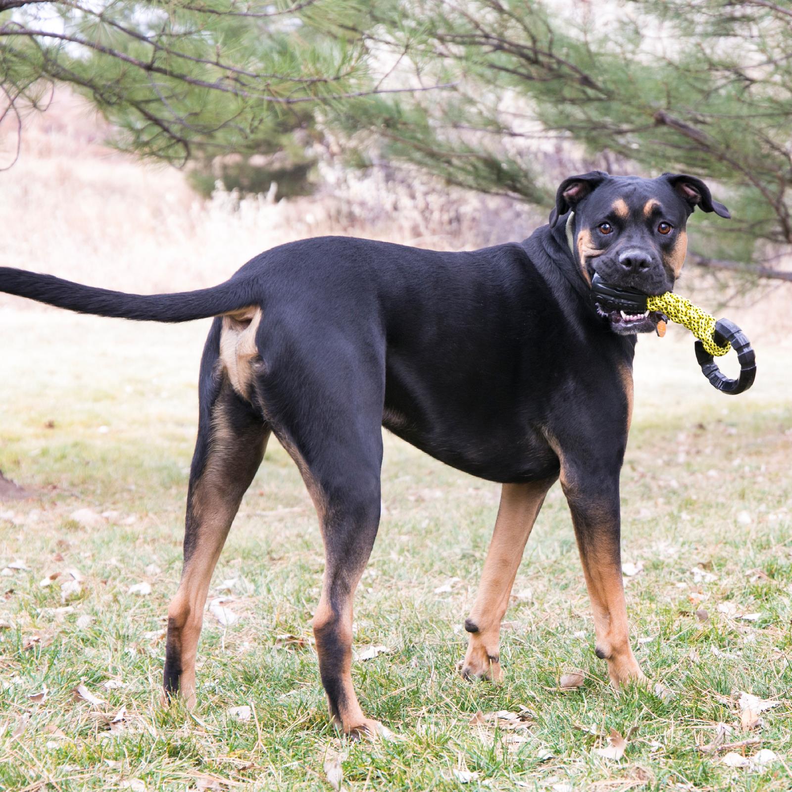 KONG Jaxx Braided Tug Large 