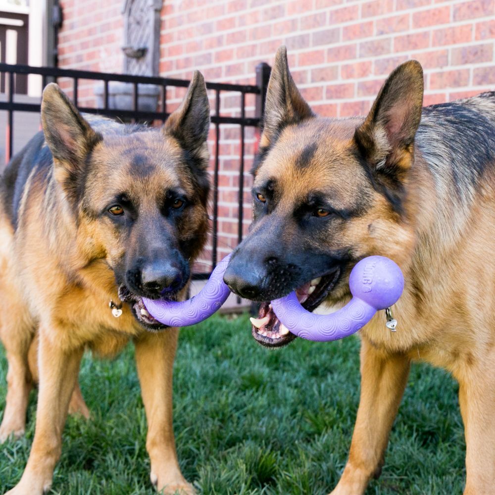 KONG Ogee Stick - Safe Fetch Toy for Dogs -  Floats in Water