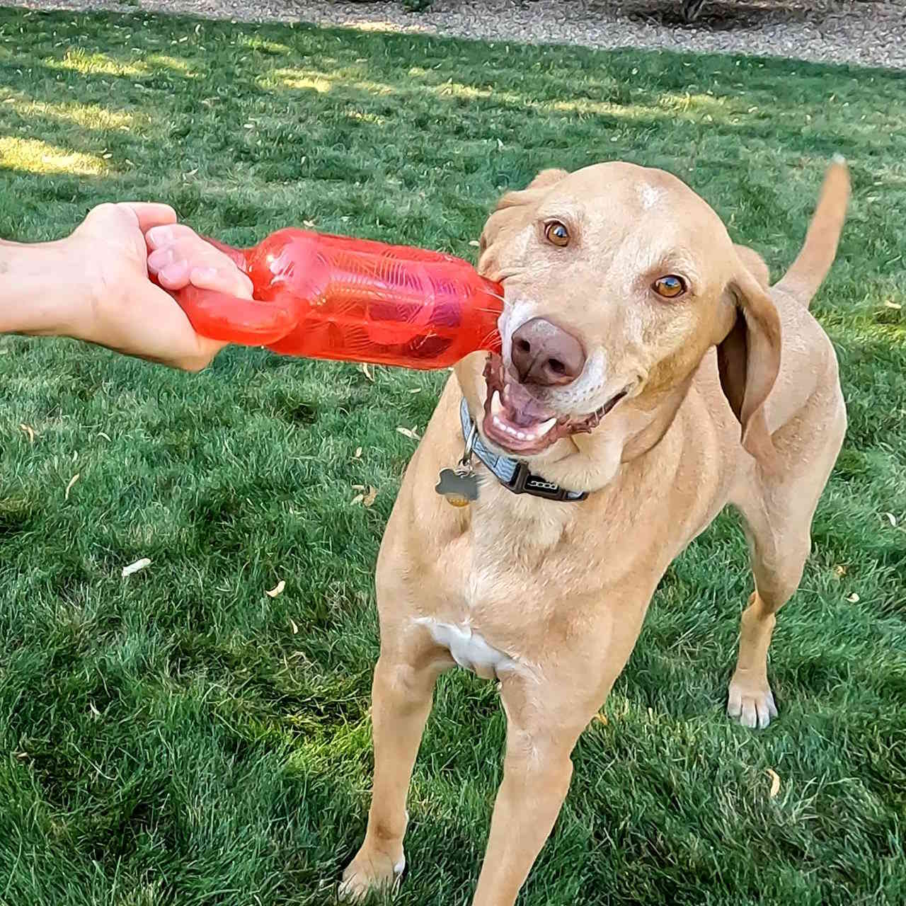 KONG Jumbler Tug Interactive Tough Dog Toy - Bulk Pack of 3 Assorted Colours