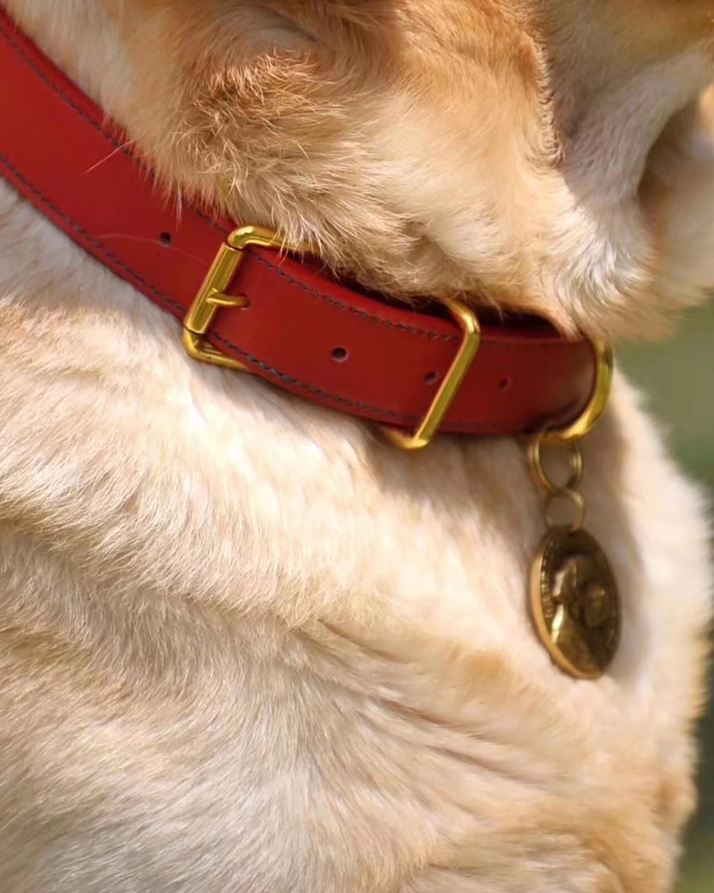 Collars & Leads