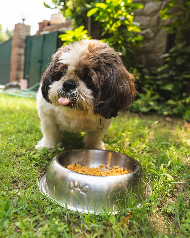 Pet Food