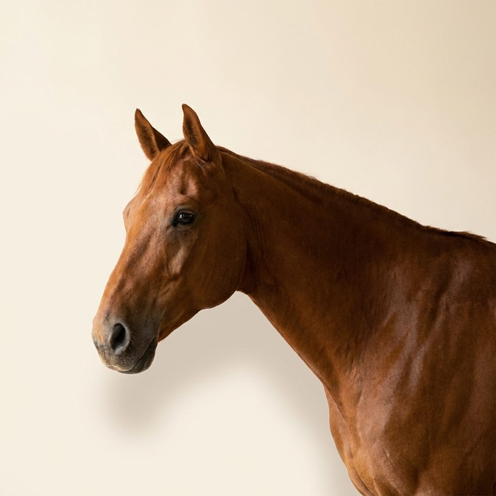 Horses & Farm